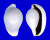 OVULIDAE OVULA OVUM shell