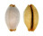 CYPRAEIDAE STAPHYLEA STAPHYLAEA CONSOBRINA shell