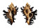 MURICIDAE CHICOREUS BRUNNEUS shell