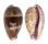 CYPRAEIDAE ERRONEA WALKERI WALKERI VIOLA shell