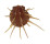 SPONDYLIDAE SPONDYLUS REGIUS shell