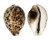 CYPRAEIDAE CYPRAEA TIGRIS shell