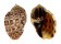 HARPIDAE HARPA MAJOR CONOIDALIS shell