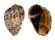HARPIDAE HARPA MAJOR shell