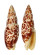 MITRIDAE MITRA PAPALIS shell