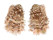 CARDITIDAE CARDITA CRASSICOSTA shell
