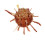 SPONDYLIDAE SPONDYLUS NUX shell
