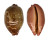 CYPRAEIDAE LEPOCYPRAEA MAPPA PANERYTHRA shell
