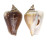 STROMBIDAE LAEVISTROMBUS TURTURELLA shell
