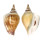 STROMBIDAE LAEVISTROMBUS TURTURELLA shell