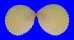 CARDIIDAE TRACHYCARDIUM FLAVUM SUBRUGOSUM shell