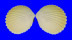 CARDIIDAE TRACHYCARDIUM FLAVUM SUBRUGOSUM shell