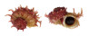ANGARIIDAE ANGARIA SPHAERULA shell