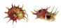 ANGARIIDAE ANGARIA SPHAERULA shell