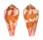CONIDAE CONUS PERTUSUS AMABILIS shell