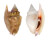 STROMBIDAE STROMBUS BULLA shell