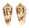 CONIDAE CONUS AMMIRALIS ARCHITHALASSUS shell