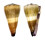CONIDAE CONUS DISTANS shell