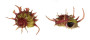 ANGARIIDAE ANGARIA SPHAERULA shell
