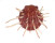 SPONDYLIDAE SPONDYLUS REGIUS shell