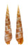 TEREBRIDAE TEREBRA NEBULOSA shell