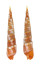 TEREBRIDAE TEREBRA NEBULOSA shell