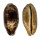 CYPRAEIDAE CHELYCYPRAEA TESTUDINARIA shell