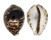 CYPRAEIDAE CYPRAEA TIGRIS IONTHODES shell
