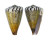 CONIDAE CONUS CAPITANEUS shell