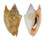 STROMBIDAE STROMBUS BULLA shell