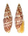 MITRIDAE MITRA PAPALIS shell