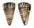 CONIDAE CONUS LITTERATUS shell