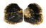 PTERIIDAE PINCTADA MARGARITIFERA shell