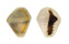 CYPRAEIDAE MONETARIA ANNULUS shell
