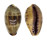 CYPRAEIDAE ERRONEA WALKERI WALKERI VIOLA shell
