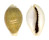 CYPRAEIDAE EROSARIA MILIARIS MILIARIS shell