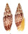 MITRIDAE MITRA PAPALIS shell