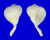 CORALLIOPHILIDAE RAPA RAPA shell