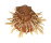 SPONDYLIDAE SPONDYLUS VARIEGATUS shell