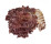 CHAMIDAE CHAMA BRASSICA shell