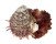 SPONDYLIDAE SPONDYLUS OCELLATUS shell
