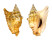 STROMBIDAE STROMBUS OLDI shell