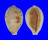 CYPRAEIDAE ERRONEA PULCHELLA ALIGUAYENSIS shell