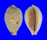 CYPRAEIDAE ERRONEA PULCHELLA ALIGUAYENSIS shell