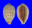 CYPRAEIDAE ERRONEA PULCHELLA ALIGUAYENSIS shell