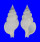 BUCCINIDAE NASSARIA PERLATA shell