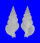 BUCCINIDAE NASSARIA PERLATA shell