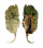 STROMBIDAE LAMBIS SCORPIO shell