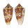 CONIDAE CONUS AMMIRALIS PSEUDOCEDONULLI shell