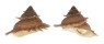 TURBINIDAE BOLMA GUTTATA shell